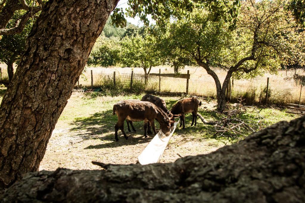 La Taverna Dei Briganti Hotel Cotronei Esterno foto