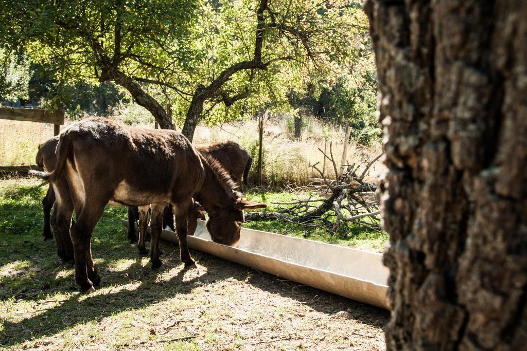 La Taverna Dei Briganti Hotel Cotronei Esterno foto